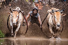 最優秀賞 : Pacu jawiで走る2頭の雄牛と騎手。 – 帰属: Rodney Ee (via Flickr) (CC BY 2.0)