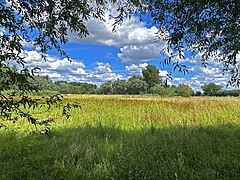 Feuchtbrache am Kringsgraben bei Bergfeld