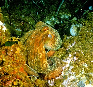 Octopus vulgaris