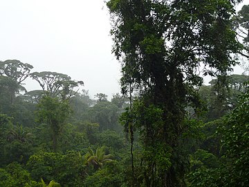 Parque nacional Braulio Carrillo. Es la zona protegida más grande de la región central del país. Se estima que en él habitan 6000 especies de plantas y 515 especies de aves. Su territorio está cubierto principalmente de bosque nuboso primario.