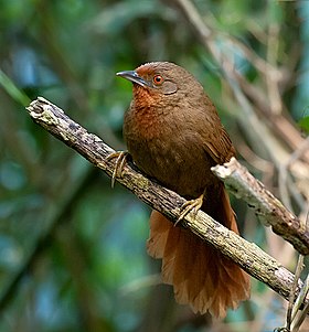 João-botina-da-mata em Parque Estadual da Cantareira, Estado de São Paulo, Brasil