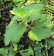 Plectranthus hadiensis 1.jpg