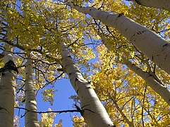 Quaking Aspens, Little Cottonwood Canyon, Utah