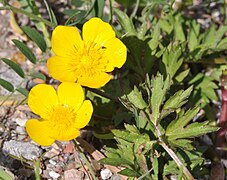 Ranunculus repens 1 (cropped).JPG