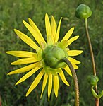 These Silphium pinnatifidum phyllaries are graduated, with those closer to the flower longer than the outer layers.