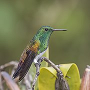 Snowy-bellied hummingbird (Amazilia edward niveoventer) 1