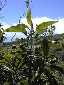 Starr 030222-0098 Alphitonia ponderosa.jpg