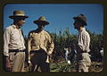 Cukranendrių ūkio darbininkai, 1941 m.