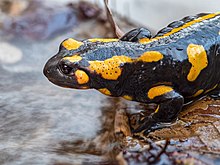 Salamandra salamandra