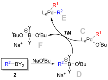 Transmetallation in Suzuki reaction.