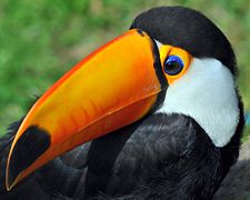 Toco toucan, a Brazilian symbol, a country with one of the largest variety of birds in the world.
