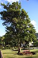 Een grote laurierboom in een park in Portugal