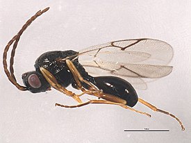 Aegilips romseyensis