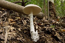 Amanita spreta 19.jpg