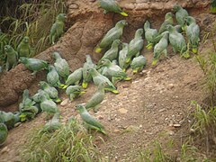 Melamazon (Amazona farinosa) på leir-slikk