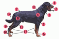 Image 41External anatomy (topography) of a typical dog: 1. Head 2. Muzzle 3. Dewlap (throat, neck skin) 4. Shoulder 5. Elbow 6. Forefeet 7. Croup (rump) 8. Leg (thigh and hip) 9. Hock 10. Hind feet 11. Withers 12. Stifle 13. Paws 14. Tail (from Dog anatomy)