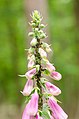 * Nomination: Ants cultivating afids on Purple Foxglove. --NorbertNagel 09:18, 9 June 2012 (UTC) * * Review needed