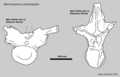 Holotype Vertebrae of Barrosasaurus casamiquelai