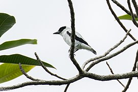 Black-crowned Tityra - Darién - Panama (48444316096).jpg