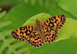 Boloria (Clossiana) dia