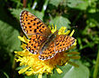 Boloria euphrosyne