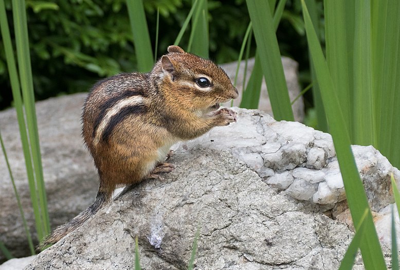 Chipmunk