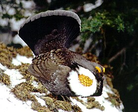 Kék fajd (Dendragapus obscurus)