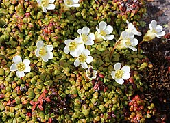 Diapensia lapponica in Mount Haku.JPG