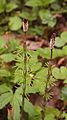 Equisetum sylvaticum