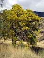 Tree growing on flank of Mount Etna