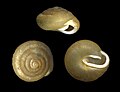 Euchemotrema fraternum, a polygyrid snail from New York.