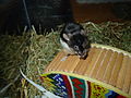 Image 5 Mouse on a wheel (from සැකිල්ල:Transclude files as random slideshow/testcases/2)