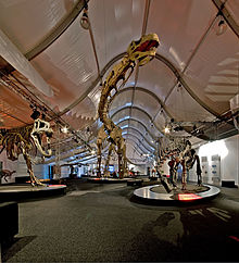 Gigantosaurus co pano.jpg