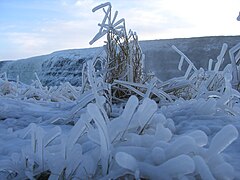 Ice-covered grass, Iceland