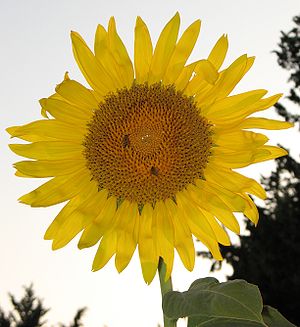 a sunflower