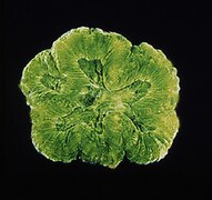 Isophyllia sinuosa