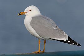 Larus delawarensis