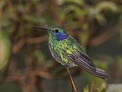 Lesser violetear (Colibri cyanotus cabanidis)