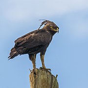 Long-crested eagle (Lophaetus occipitalis) 3