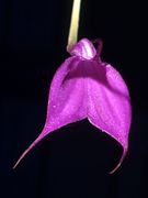 Masdevallia amabilis