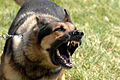 Bellender Schäferhund mit drohend gefletschten Zähnen