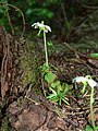 Moneses uniflora