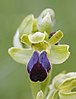 Ophrys sulcata - Muséum de Toulouse