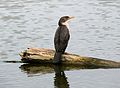 Double-crested Cormorant (Phalacrocorax auritus)