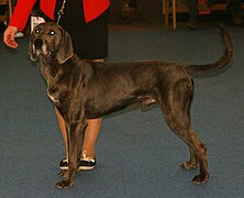 Plott-bluebrindle2.jpg