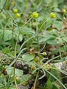 Ranunculus leptomeris