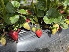 Red and green strawberries.jpg