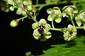 Ribes bracteosum