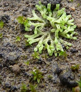 Riccia huebeneriana.