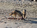 海辺でオットセイの死骸を食べるつがい